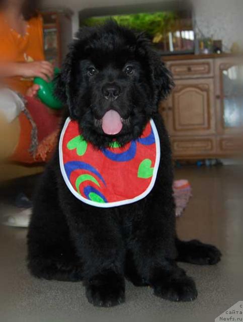 Фото: ньюфаундленд Super Premium Vashington (Супер Премиум Вашингтон)