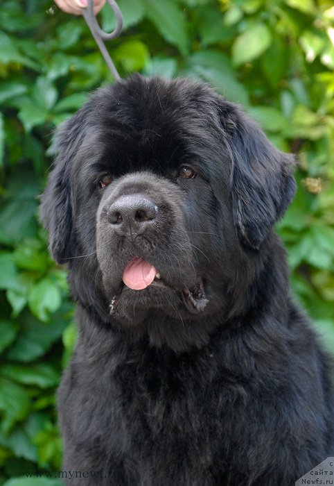 Фото: ньюфаундленд Sent Djons CHelsi (Сент Джонс Челси)