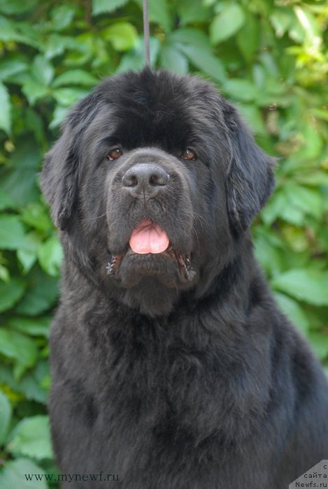 Фото: ньюфаундленд Sent Djons CHelsi (Сент Джонс Челси)