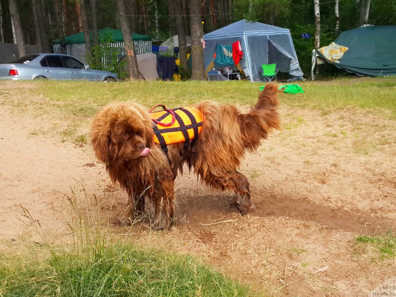 Фото: ньюфаундленд Komandor iz Medvej'ego YAra (Командор из Медвежьего Яра)