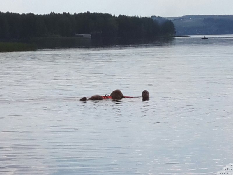 Фото: ньюфаундленд Komandor iz Medvej'ego YAra (Командор из Медвежьего Яра)