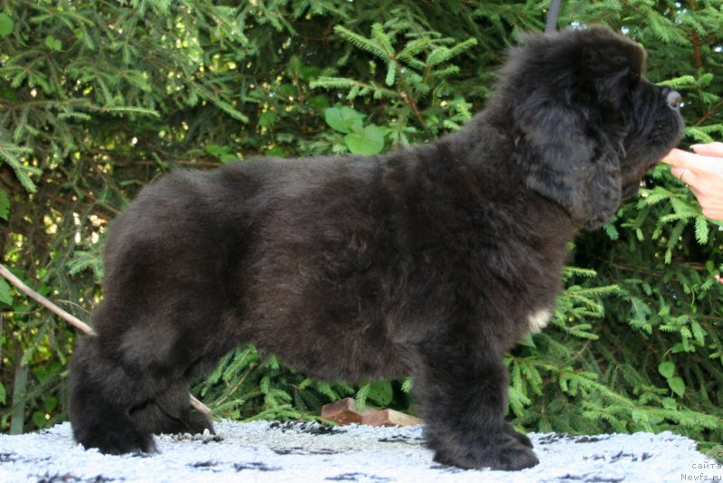 Фотография № 159209