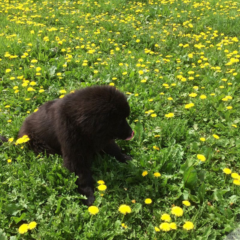 Фото: ньюфаундленд Admiring Glanses YEt Mi (Адмиринг Глансес Эт Ми)