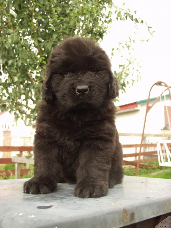 Фотография № 159238