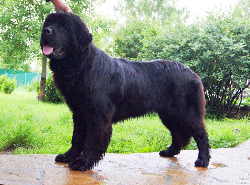 Фото: ньюфаундленд Super Bizon Latino (Супер Бизон Латино)