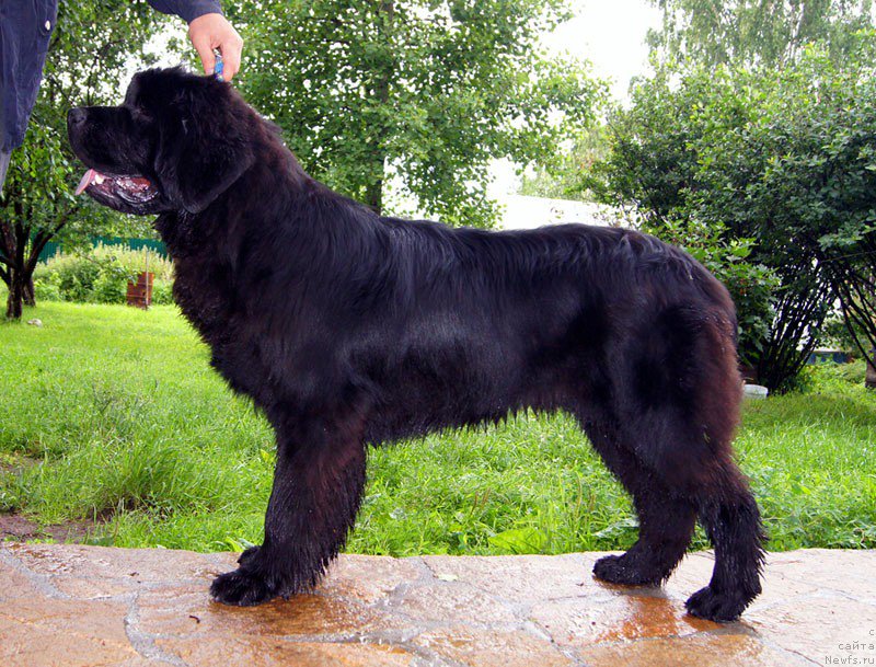 Фото: ньюфаундленд Super Bizon Latino (Супер Бизон Латино)