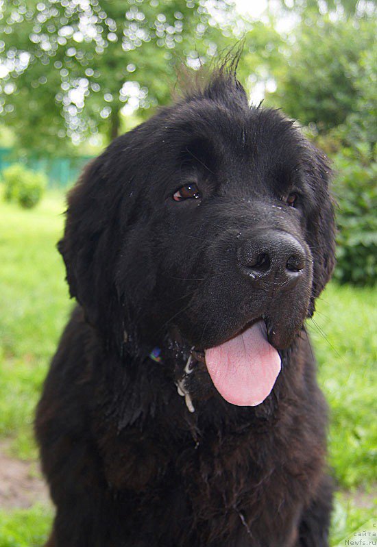 Фото: ньюфаундленд Super Bizon Latino (Супер Бизон Латино)