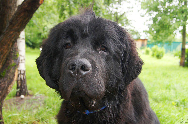 Фото: ньюфаундленд Super Bizon Latino (Супер Бизон Латино)