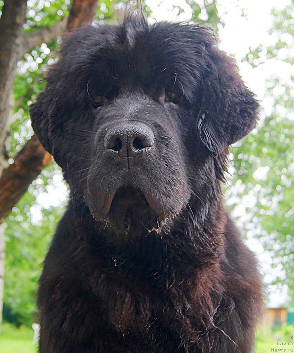 Фото: ньюфаундленд Super Bizon Latino (Супер Бизон Латино)