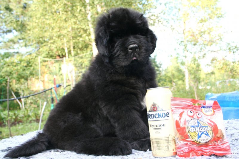 Фото: ньюфаундленд Chernaya Mafia Shengen Visa (Черная Мафия Шенген Виза)