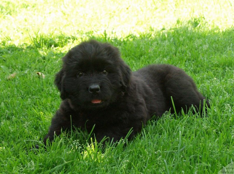 Фотография № 159289