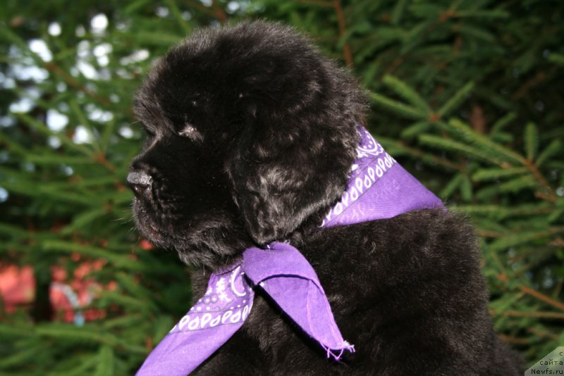 Фотография № 159291