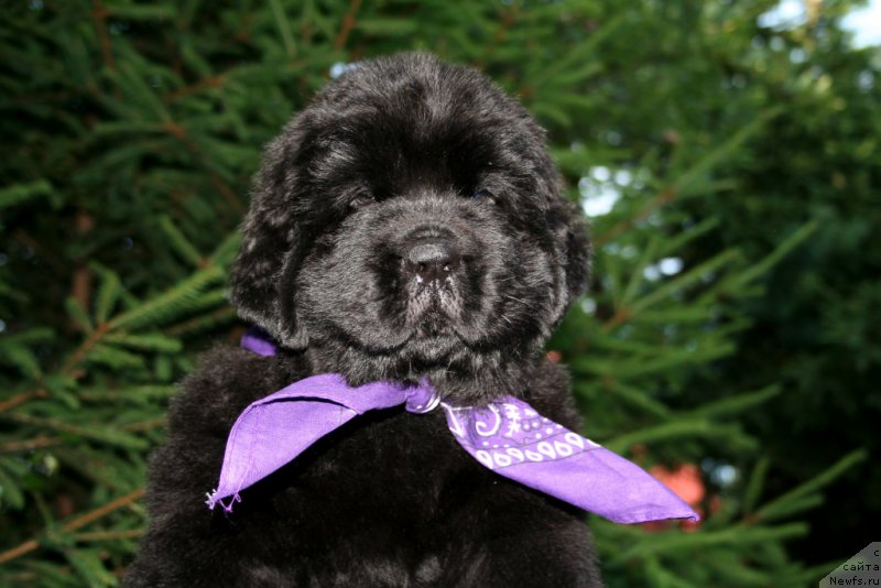 Фотография № 159293