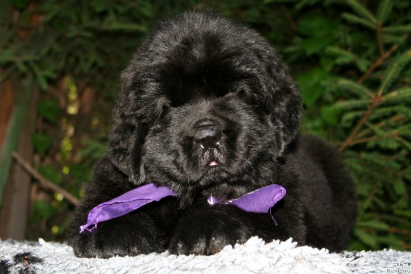 Фотография № 159296