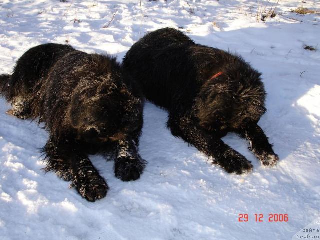 Фото: ньюфаундленд Nort Fyeys Lavanda (Норт Фэйс Лаванда), ньюфаундленд Sangriya (Сангрия)
