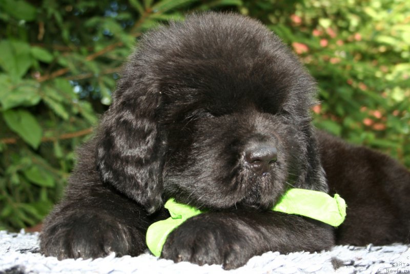 Фотография № 159301