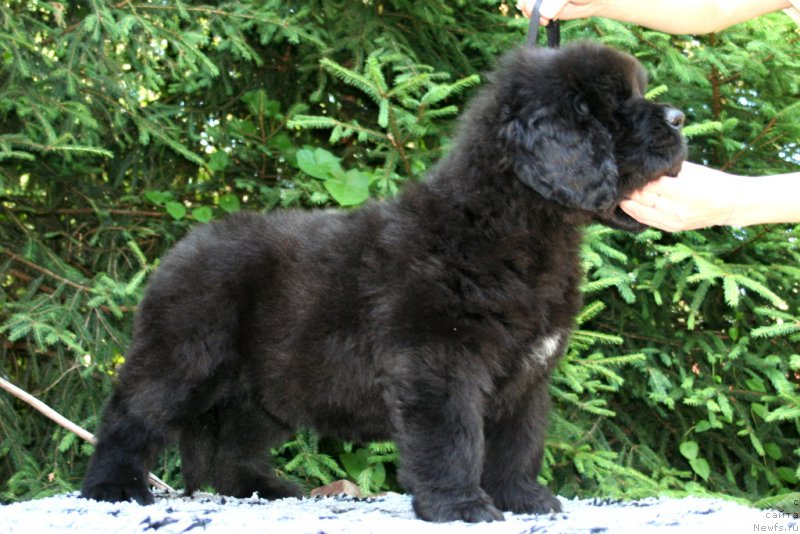 Фотография № 159306