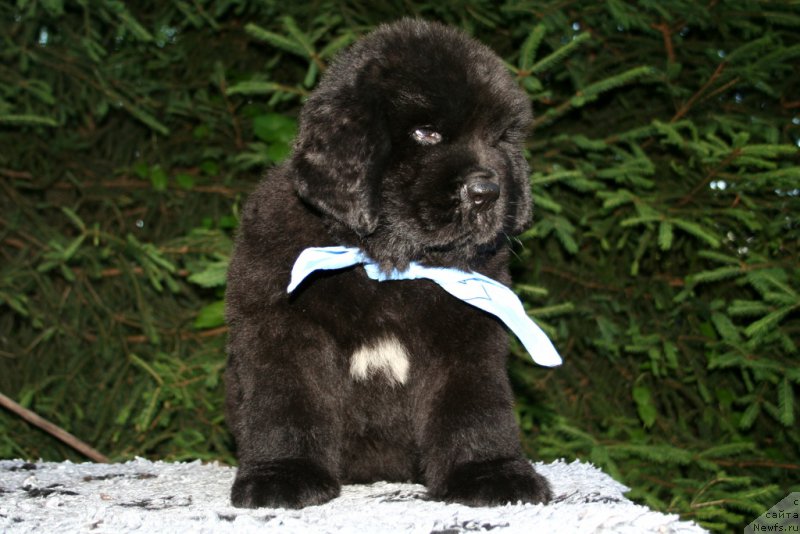 Фотография № 159307