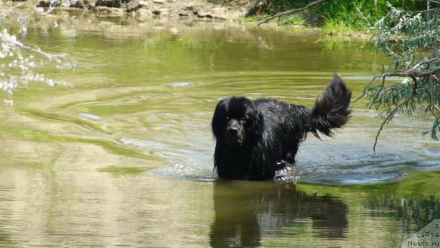 Фото: ньюфаундленд Zakonnyiy Naslednik (Законный Наследник)