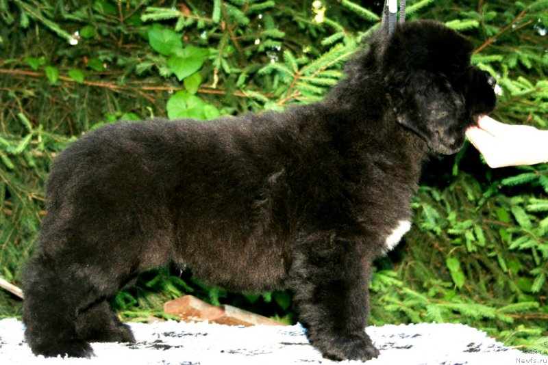 Фотография № 159310