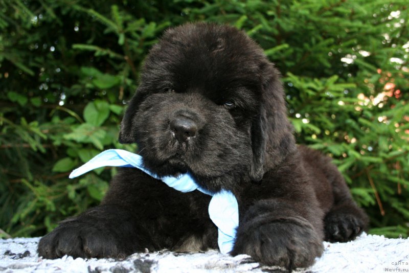 Фотография № 159311