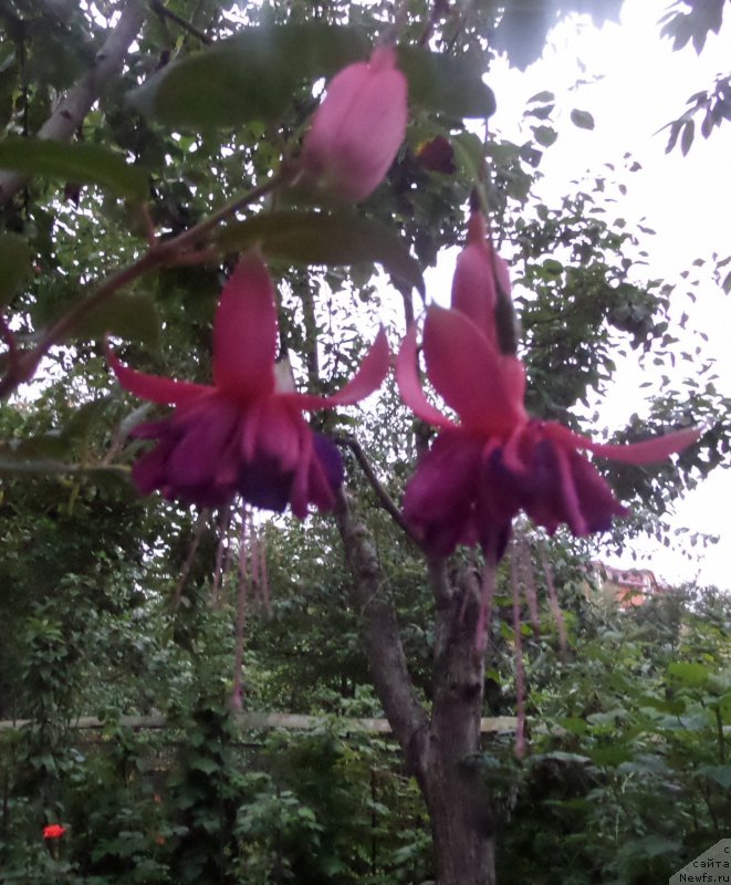 Фотография № 159315