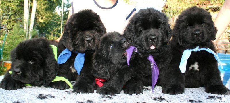 Фото: ньюфаундленд Chernaya Mafia Shape of my Heart (Черная Мафия Шапе оф му Хеарт), ньюфаундленд Chernaya Mafia Shake and Play (Черная Мафия Шаке анд Плау), ньюфаундленд Chernaya Mafia Short and Sweet (Черная Мафия Шорт анд Свеет), ньюфаундленд Chernaya Mafia Shrodinger Theory (Черная Мафия Шродингер Тхеору), ньюфаундленд Chernaya Mafia Shot in the Dark (Черная Мафия Шот ин тхе Дарк)