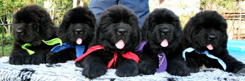 Фото: ньюфаундленд Chernaya Mafia Shape of my Heart (Черная Мафия Шапе оф му Хеарт), ньюфаундленд Chernaya Mafia Shake and Play (Черная Мафия Шаке анд Плау), ньюфаундленд Chernaya Mafia Short and Sweet (Черная Мафия Шорт анд Свеет), ньюфаундленд Chernaya Mafia Shrodinger Theory (Черная Мафия Шродингер Тхеору), ньюфаундленд Chernaya Mafia Shot in the Dark (Черная Мафия Шот ин тхе Дарк)