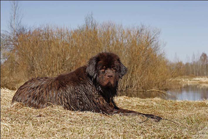 Фотография № 159333