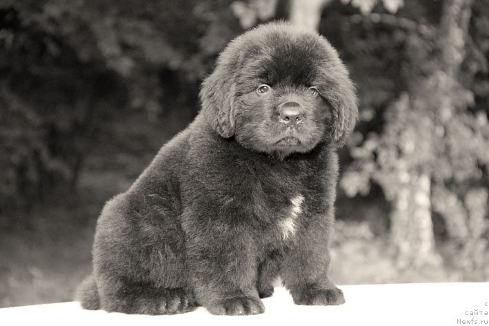 Фото: ньюфаундленд Aramis s Berega Dona (Арамис с Берега Дона)