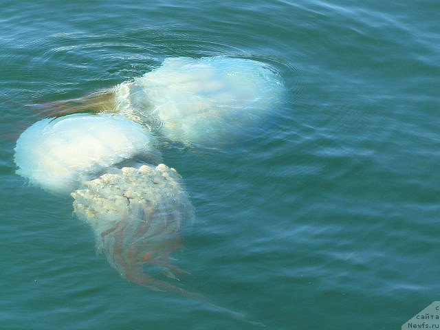 Фотография № 159352