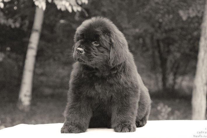 Фото: ньюфаундленд Atos s Berega Dona (Атос с Берега Дона)