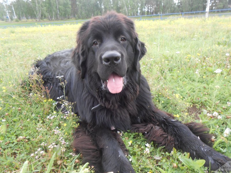 Фото: ньюфаундленд Akvian Song Nostradamus (Аквиан Сонг Нострадамус)