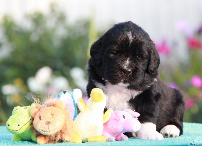 Фото: ньюфаундленд Akvian Song Ledi In Blyek (Аквиан Сонг Леди Ин Блэк)
