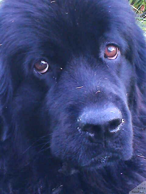 Фото: ньюфаундленд Fann'yuf Jaklin Jerminal' (Фанньюф Жаклин Жерминаль)