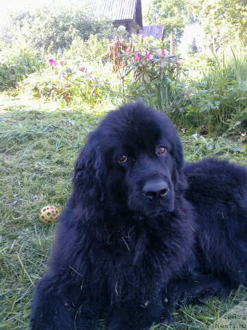 Фото: ньюфаундленд Fann'yuf Jaklin Jerminal' (Фанньюф Жаклин Жерминаль)