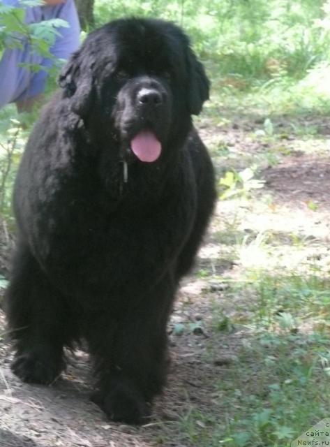 Фото: ньюфаундленд Ottava (Оттава)