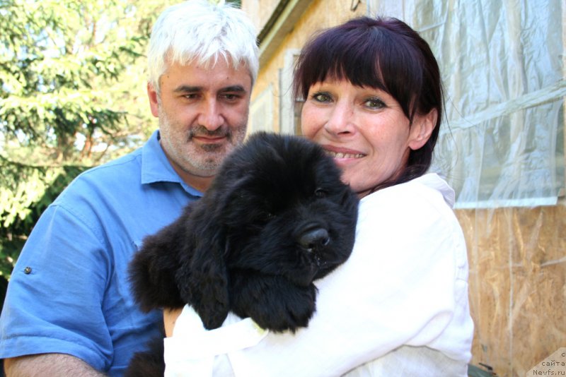 Фото: ньюфаундленд Chernaya Mafia Short and Sweet (Черная Мафия Шорт анд Свеет), Galina Linder (Галина Линдер)