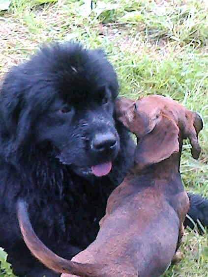 Фото: ньюфаундленд Fann'yuf Jaklin Jerminal' (Фанньюф Жаклин Жерминаль)