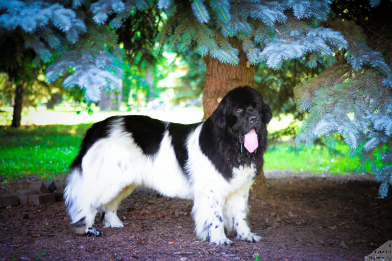 Фото: ньюфаундленд Plushevaya Panda Ferrero Rond Noir (Плюшевая Панда Ферреро Ронд Нуар)