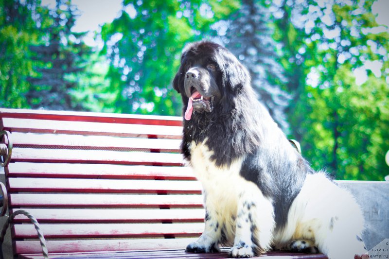 Фото: ньюфаундленд Plushevaya Panda Ferrero Rond Noir (Плюшевая Панда Ферреро Ронд Нуар)
