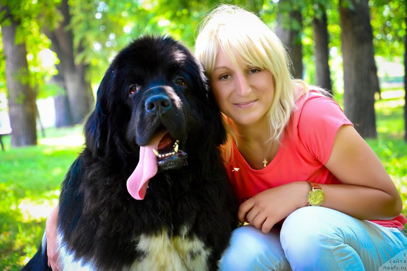Фото: ньюфаундленд Plushevaya Panda Ferrero Rond Noir (Плюшевая Панда Ферреро Ронд Нуар), Kseniya Gorodnicheva (Ксения Городничева)