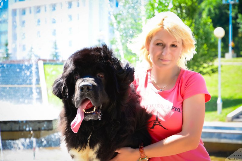 Фото: ньюфаундленд Plushevaya Panda Ferrero Rond Noir (Плюшевая Панда Ферреро Ронд Нуар)