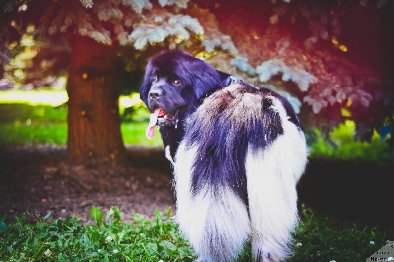 Фото: ньюфаундленд Plushevaya Panda Ferrero Rond Noir (Плюшевая Панда Ферреро Ронд Нуар)