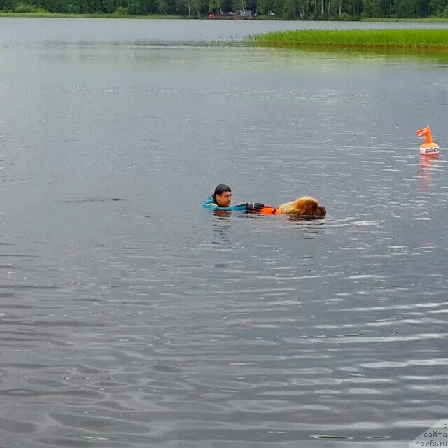 Фото: ньюфаундленд Komandor iz Medvej'ego YAra (Командор из Медвежьего Яра)