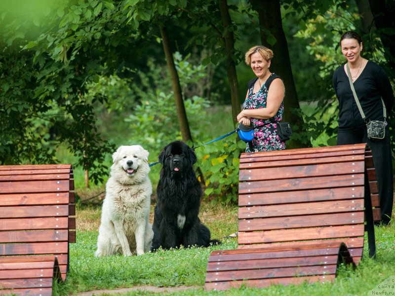 Фото: ньюфаундленд Sent Djons Gvendolin Glorius Garden (Сент Джонс Гвендолин Глориус Гарден)