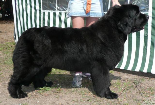 Фото: ньюфаундленд Ottava (Оттава)