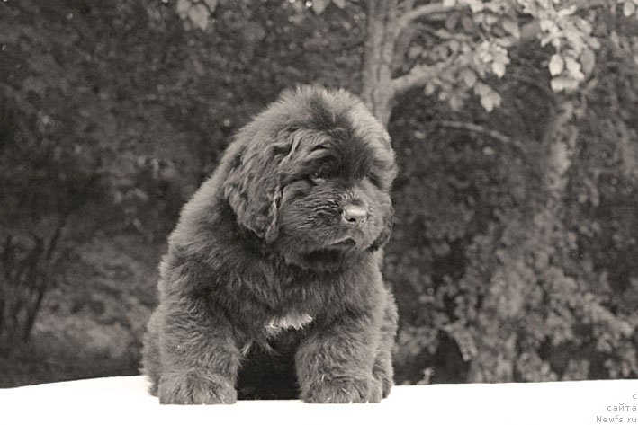 Фото: ньюфаундленд A'Portos s Berega Dona (А'Портос с Берега Дона)