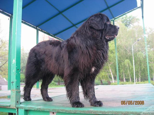 Фото: ньюфаундленд Tayny Sovetnik iz Antagrada (Тайный Советник из Антаграда)