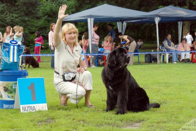 Фото: ньюфаундленд Beguschaya po Volnam Vizantiya de Lyuks (Бегущая по Волнам Византия де Люкс)